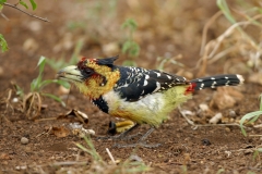 Crested Barbet - 2 Crested Barbet - 2