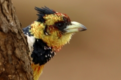 Crested Barbet - 3 Crested Barbet - 3