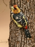 Crested Barbet - 4 Crested Barbet - 4