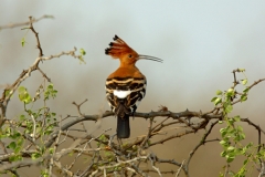 African Hoopoe African Hoopoe