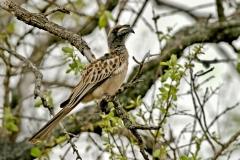 African Grey Hornbill - 1 African Grey Hornbill - 1