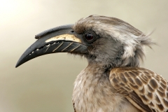 African Grey Hornbill - 2 African Grey Hornbill - 2