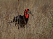 Southern Ground-Hornbill - 1 Southern Ground-Hornbill - 1