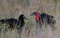 Southern Ground-Hornbill - 2 Southern Ground-Hornbill - 2