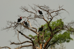 African Grey Hornbill - 3 African Grey Hornbill - 3