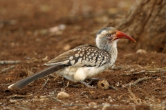 Red-billed Hornbill - 4 Red-billed Hornbill - 4