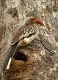Red-billed Hornbill - 1 Red-billed Hornbill - 1