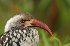 Red-billed Hornbill - 2
