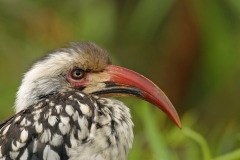 Red-billed Hornbill - 2 Red-billed Hornbill - 2