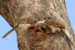 Red-billed Hornbills - 3 Red-billed Hornbills - 3