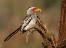 Southern Yellow-billed Hornbill - 1