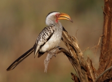 Southern Yellow-billed Hornbill - 1 Southern Yellow-billed Hornbill - 1