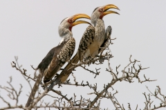 Southern Yellow-billed Hornbill - 2 Southern Yellow-billed Hornbill - 2