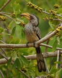 Southern Yellow-billed Hornbill - 3