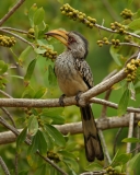 Southern Yellow-billed Hornbill - 3 Southern Yellow-billed Hornbill - 3