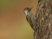 Golden-tailed Woodpecker Golden-tailed Woodpecker