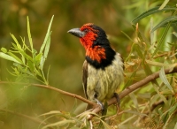 Black-collared Barbet - 3