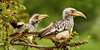 Southern Yellow-billed Hornbills - 4 Southern Yellow-billed Hornbills - 4
