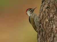 Golden-tailed Woodpecker