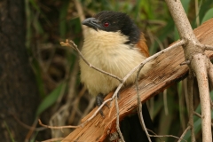 Burchell's Coucal -1 Burchell's Coucal -1