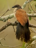 Burchell's Coucal - 2 Burchell's Coucal - 2