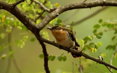 Diderick Cuckoo, female - 1 Diderick Cuckoo, female - 1
