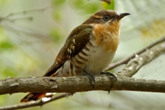 Diderick Cuckoo, female - 3 Diderick Cuckoo, female - 3