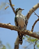 Diderick Cuckoo, male