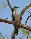 Diderick Cuckoo, male Diderick Cuckoo, male