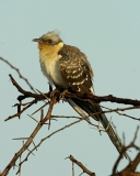Great Spotted Cuckoo - 1