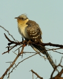Great Spotted Cuckoo - 1 Great Spotted Cuckoo - 1
