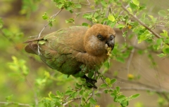 Brown-headed Parrot - 1 Brown-headed Parrot - 1