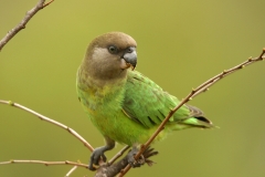 Brown-headed Parrot - 2 Brown-headed Parrot - 2
