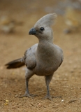 Grey Go-away-bird (Turaco) - 2 Grey Go-away-bird (Turaco) - 2