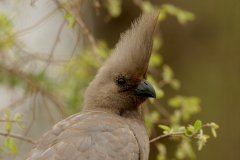 Grey Go-away-bird (Turaco) - 3 Grey Go-away-bird (Turaco) - 3