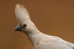 Grey Go-away-bird (Turaco) - 4 Grey Go-away-bird (Turaco) - 4