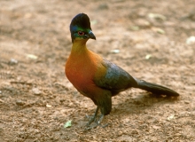 Purple-crested Turaco - 2 Purple-crested Turaco - 2