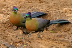 Purple-crested Turaco - 1