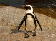 African Penguin - 4