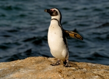 African Penguin - 5