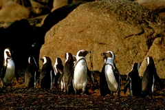 African Penguin - 2