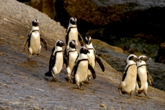 African Penguin group - 3