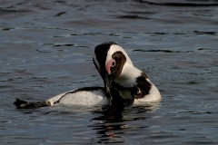 African Penguin - 1