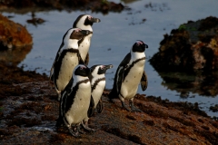African Penguins - 6