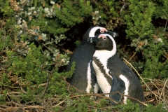 African Penguins - 7