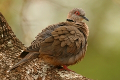 African Mourning Dove - 3