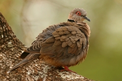 African Mourning Dove - 3 African Mourning Dove - 3