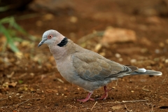 African Mourning Dove - 1 African Mourning Dove - 1