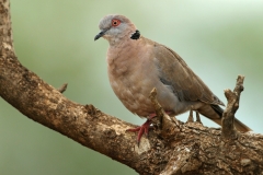 African Mourning Dove - 2