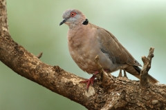 African Mourning Dove - 2 African Mourning Dove - 2